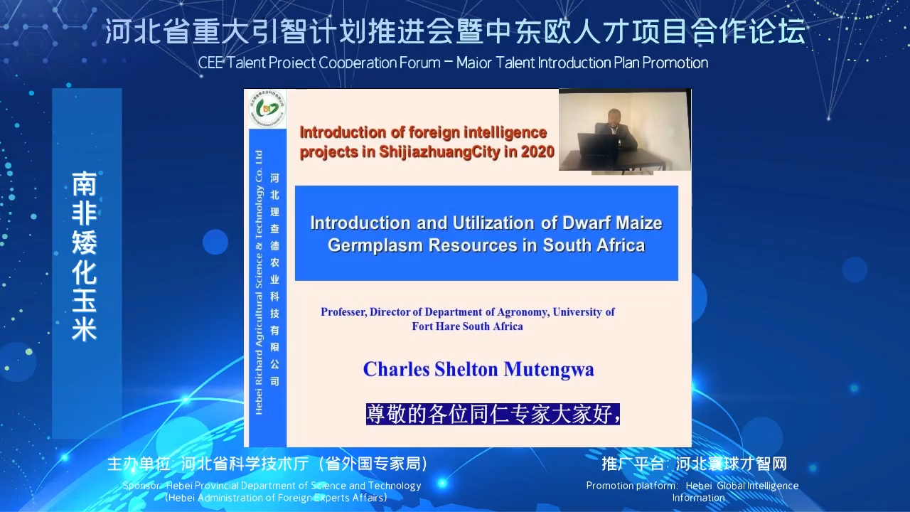 南非矮化玉米